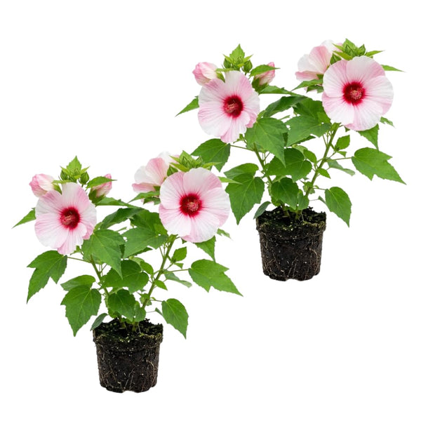 2 Pink Red Hibiscus Bushes Live Plants, Vibrant Bloom Plant, 5-7 Inch Tall