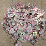 Variegated String of Heart Plant, 2" Pot