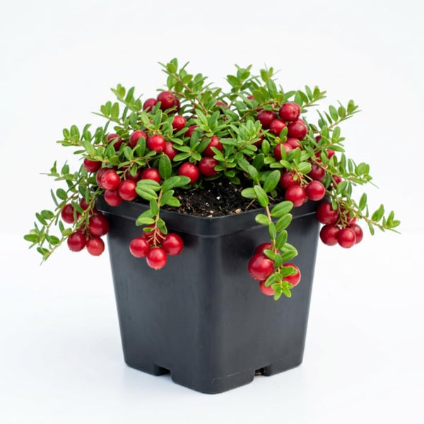 2 Cranberry Hibiscus Plants Live, Red Burgundy Blooms, 2-4 Inch Tall