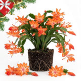 Orange Christmas Cactus Live Plants, 3 Inch Pot, 2 Plants Per Pot