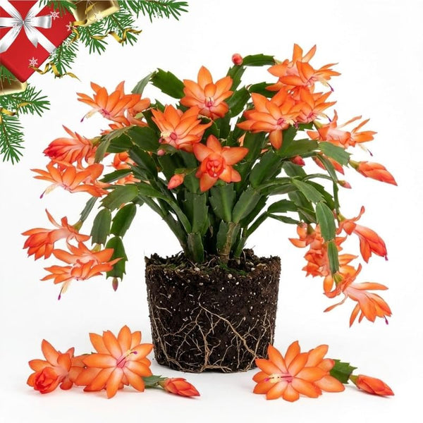 Orange Christmas Cactus Live Plants, 3 Inch Pot, 2 Plants Per Pot