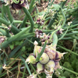 100 Heirloom Egyptian Walking Onion Seeds, Home Garden Plant