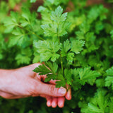 Parsley Herb Live Plants, Well-Rooted Herb Plant, 4-6 Inch Tall