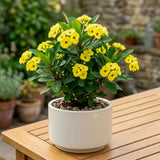 Yellow Crown of Thorns Plant Live, Houseplant, 4-6 Inch Tall, 4 Inch Pot