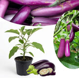 Live Eggplant Plant, Long Purple Eggplant Seedling in 4" Pot