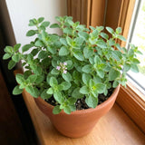 Oregano Live Plant, Garden Herb Plant, 4-7 Inch Tall