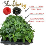 3 BlackBerry Live Plants, Berry Bush, 3-7 Inch Tall