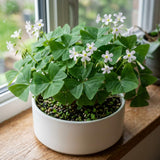 Green Shamrock Oxalis Plant Live, Rare Indoor Houseplant, 3-6 Inch Tall