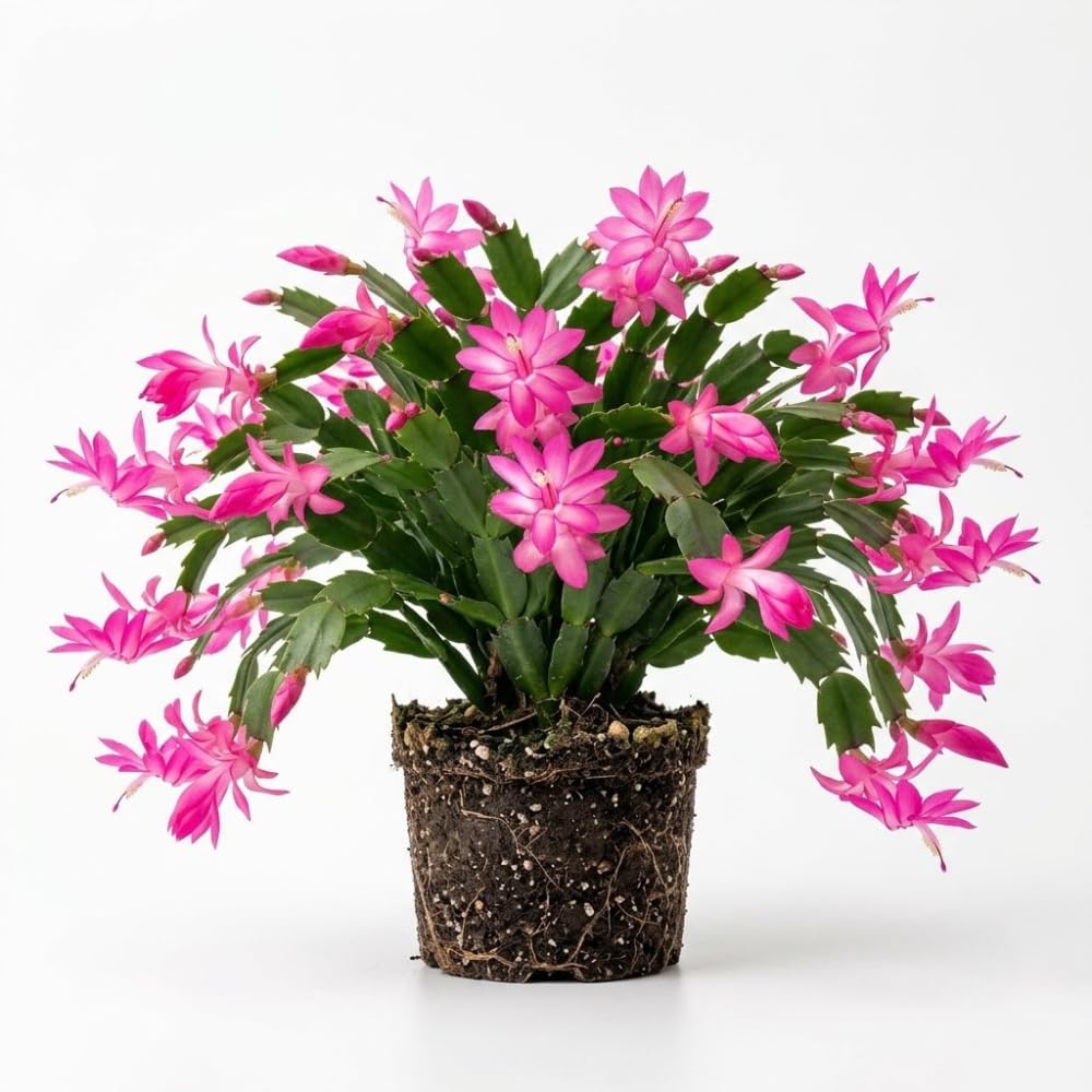 Pink Christmas Cactus Plant Live, 4-6 Inch Tall