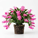 Pink Christmas Cactus Plant Live, 4-6 Inch Tall