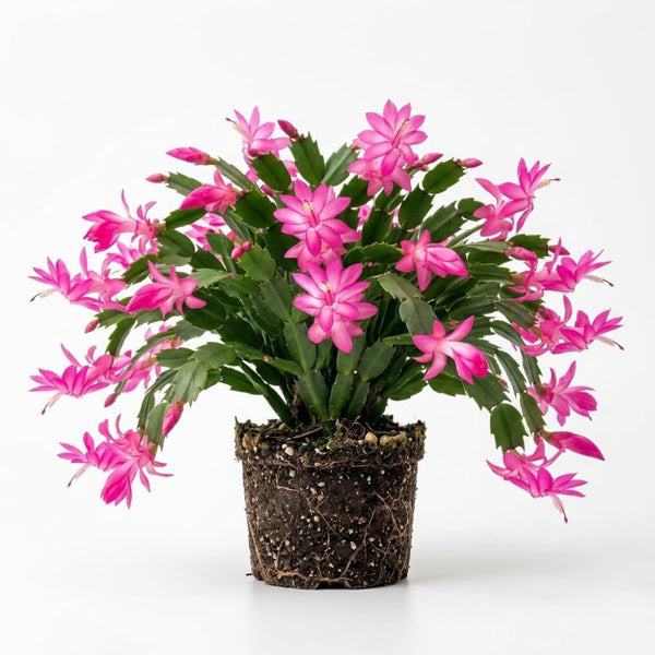 Pink Christmas Cactus Plant Live, 4-6 Inch Tall