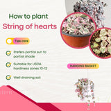 Live Variegated String of Hearts Plant, 4-7 Inch Tall, 4 Inch Pot