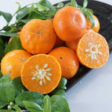 Golden Mandarin Tree Live Plant, 1-2 Ft Tall, 1 Gallon Pot