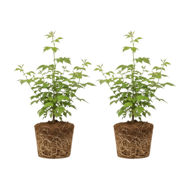 2 Sweet Large Black Berry Plants, Blackberries Bush, 4-6 Inch Tall