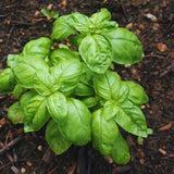 Sweet Basil Plant Live, Basil Herb Plant Outdoor Growing, 3-4 Inch Tall
