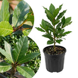 Sweet Bay Leaf Tree, Well-Rooted Starter Plant, 3-5 Inch Tall