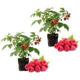 2 Red Raspberry Live Plants, Berry Bush Plant, 4-6 Inch Tall, 4 Inch Pot