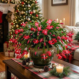 Red Christmas Cactus Live Plant, 3 Inch Pot, 2 Plants Per Pot