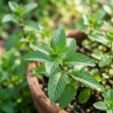 2 Peppermint Live Plants, Mint Herb Plant, 3-7 Inch Tall