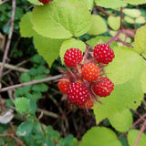 Live Thimbleberry Plant, Well-Rooted Berry Plant, 3-5 Inch Tall, 5 Inch Pot