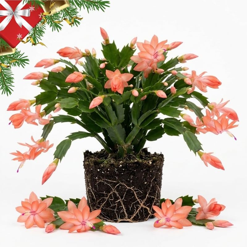 Salmon Christmas Cactus Live Plant, 3 Inch Pot, 2 Plants Per Pot
