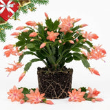 Salmon Christmas Cactus Live Plant, 3 Inch Pot, 2 Plants Per Pot
