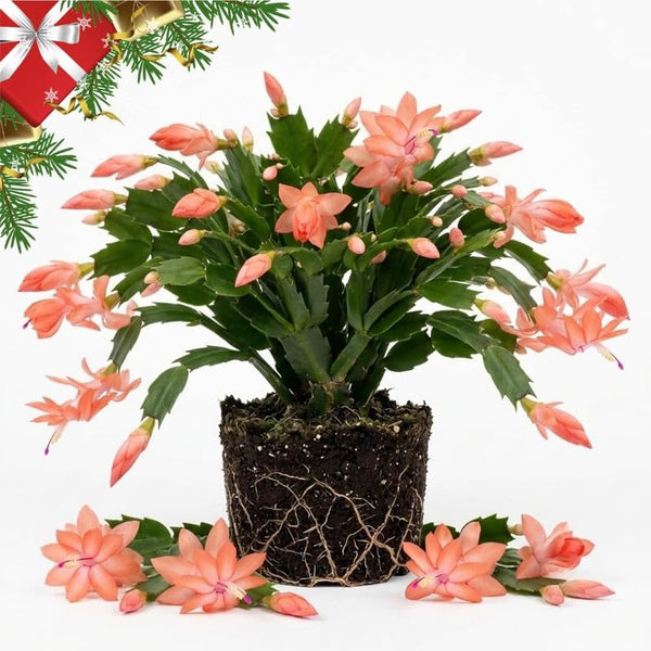 Salmon Christmas Cactus Live Plant, 3 Inch Pot, 2 Plants Per Pot