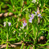 Rosemary Live Plant, Garden Herb Plant, 4-7 Inch Tall, 4 Inch Pot