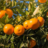 Grafted Satsuma Mandarin Tree Live 2-3 Feet Tall