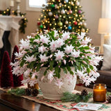 Live White Christmas Cactus in 3 Inch Pot, 2 Plants Per Pot