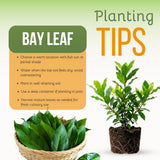 Bay Leaf Plant Live, Culinary Herb, Bay Leaf Live Plant, 5-7 Inch Tall