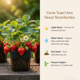2 Red Strawberry Plants Live, Berry Plant, 3-5 Inch Tall, 3 Inch Pot