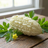 10 Live White Jade Bittermelon Seeds, Fresh Garden Seeds