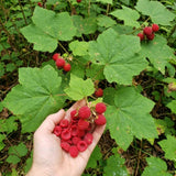 Red Live Thimbleberry Plant, Berry Fruit Plant, 3-5 Inch Tall, 5 Inch Pot