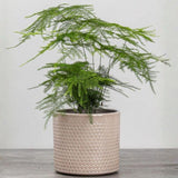 Asparagus Fern Live Plant, Houseplant, 4-8 Inch Tall, 4 Inch Pot