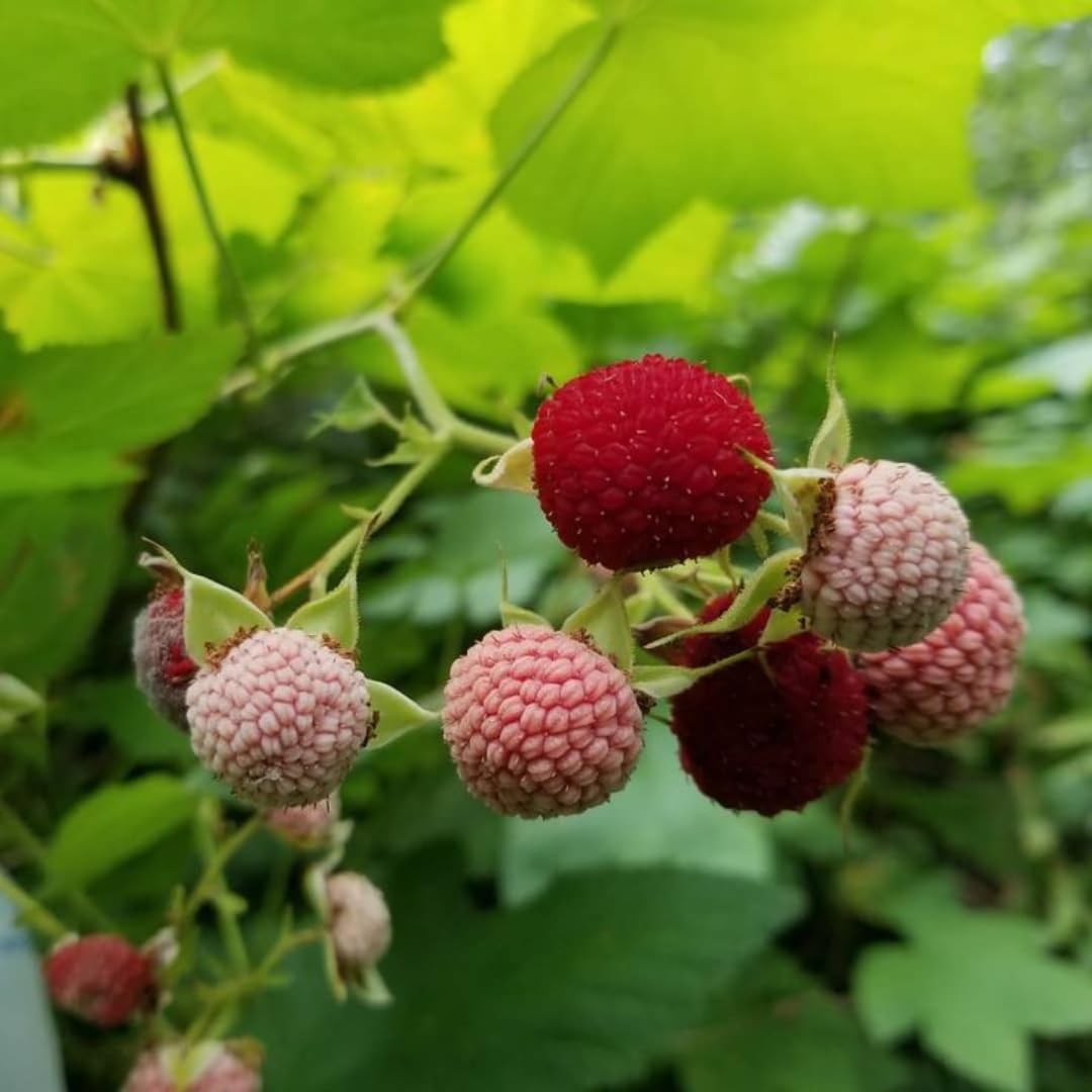 Thimbleberry Live Plant, Well-Rooted Berry Plant, 3-5 Inch Tall, 5 Inch Pot