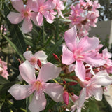 Pink Oleander Live Plant 4-6 Inches Tall