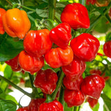 Red Habanero Pepper Plant Live 3-6 Inch Tall, 2 Plant Per Pot