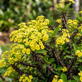 Crown of Thorns Plant, 4-6 Inc Tall, Flowering Succulent, Yellow Blooms