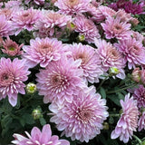 2 Lavender Chrysanthemum Live Plants - 3-6 Inch Tall