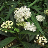 Set of 2 White Swamp Milkweed Live Plant 4-6" Tall
