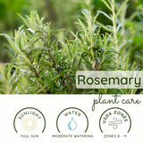Rosemary Plant Live, Outdoor Garden Herb Plant, 4-6 Inch Tall, 4 Inch Pot