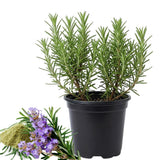 2 Rosemary Live Plants, Kitchen Herb Garden Plant, 4 Inch Pot