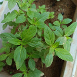 Lemon Mint Live Plant, 3–5 Inch Tall