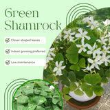 Green Shamrock Oxalis Plant Live, Rare Indoor Houseplant, 3-6 Inch Tall