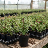 Red Fuchsia Flower Plant Live, Fuchsia Plant, 4-8 Inch Tall, 5 Inch Pot