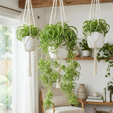 Variegated Spider Live Plant, Home Office Decor Plant, 2 Inch Pot
