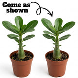 Pack 2 Mix Desert Rose Plants, 3-5" Tall, 2" Pot
