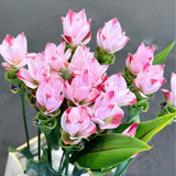 2 Light Pink Ginger Live Plants, Ornamental Flowering Ginger Plant for Indoor Outdoor, Colorful Blooming Gingers 4-6 Inches