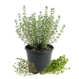 Live Thyme Herb Plant, Edible Culinary Thyme Herb Plant for Containers